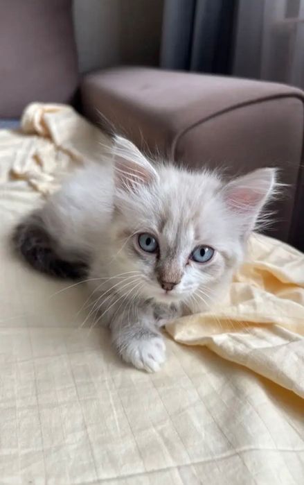 Отдам котенка скоттиш страйт