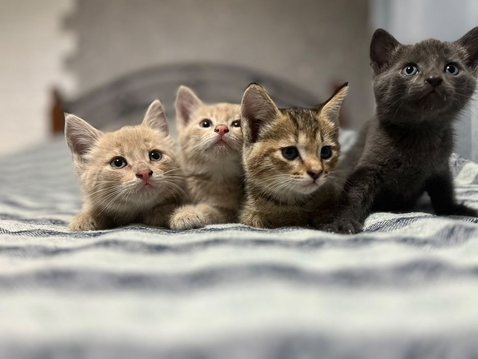 Отдам котят в добрые руки