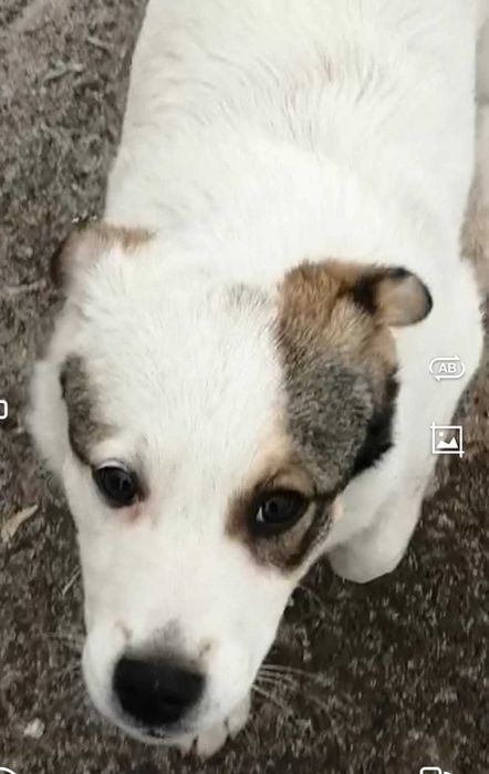 Дарим щенков. Девочки