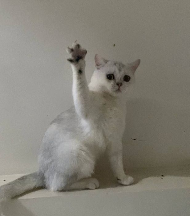 Продается кот Британец,