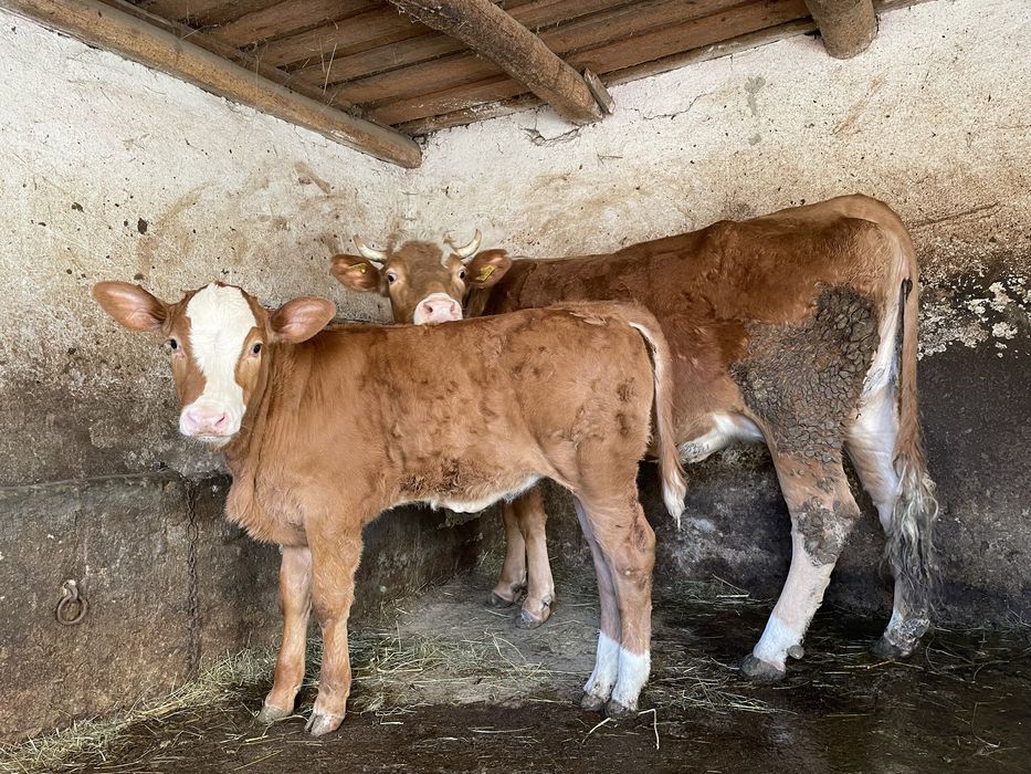 Vaca la prima fatare