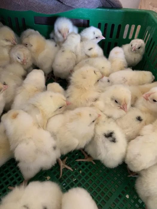 Продаются сенди, хай-лайн цыплята, суточные, 10 дневные