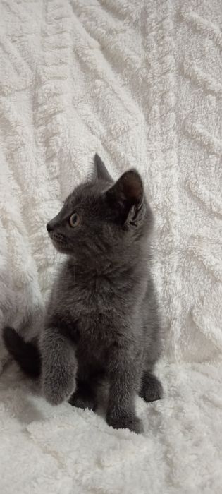 Милая кошечка. Отдадим в добрые ручки.