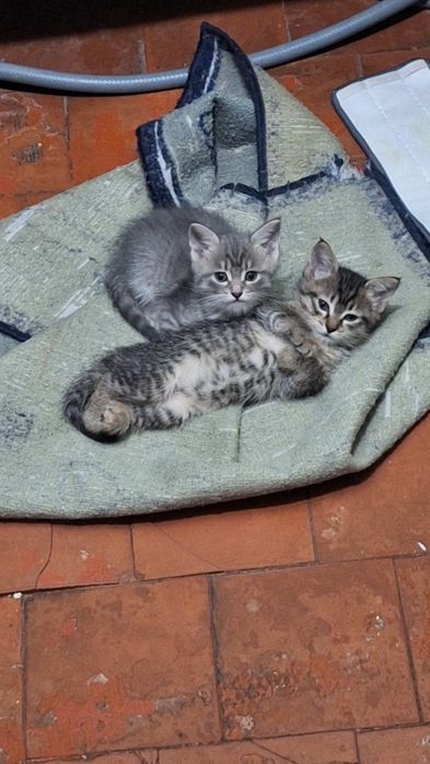 Отдам котят 1,5мес в хорошие руки девочки