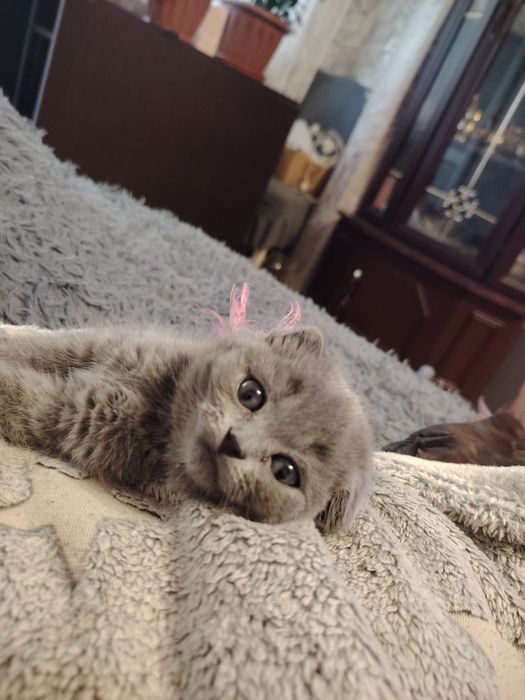 Шотландские котята фолдики