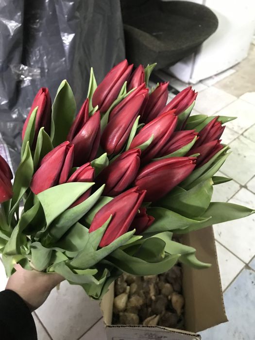 Луковицы тюльпана