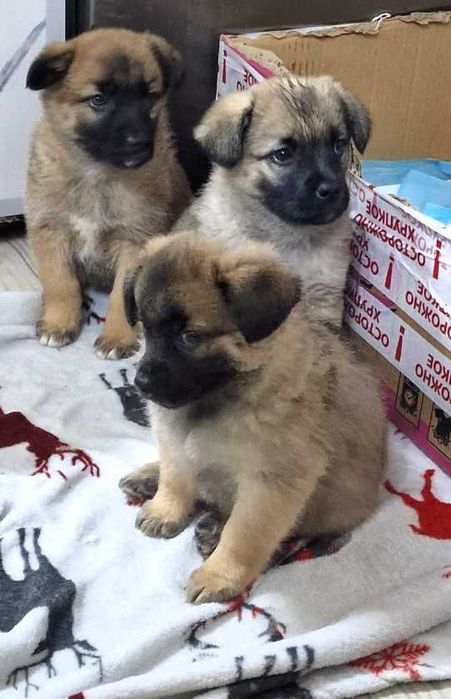 отдам щенков в хорошие руки