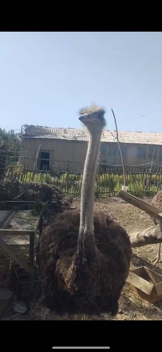 Туякуш tuya qush. Tuyaqush