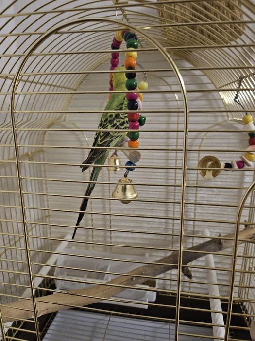 Продам папугая с клеткой