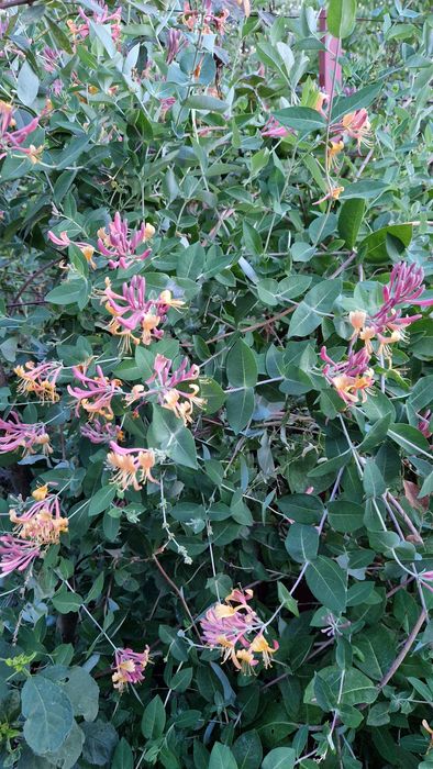 Lonicera x heckrottii 'Gold Flame' - Mana Maicii Domnului, Caprifoi