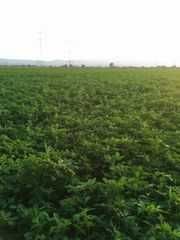 Люцерна семе  ...