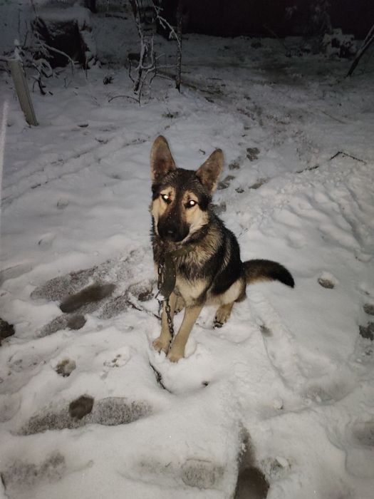 Овчарка сталады. Продам овчарку.