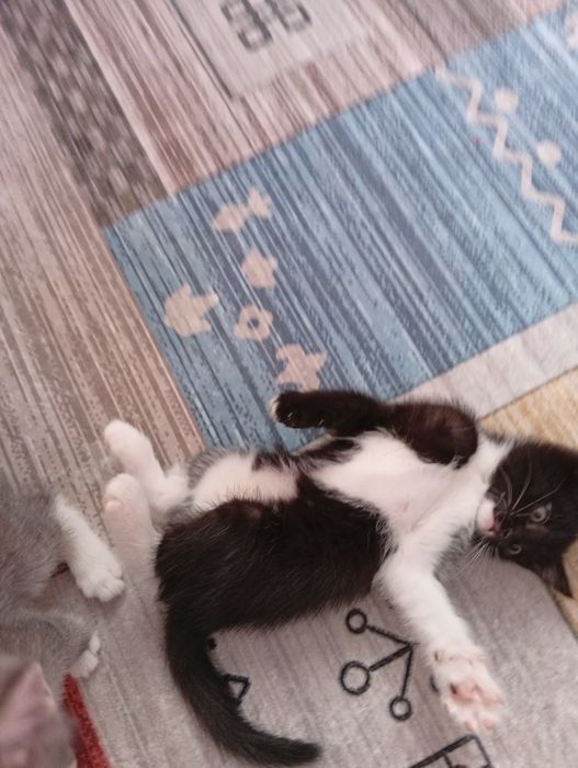 Котята отдам в добрые руки