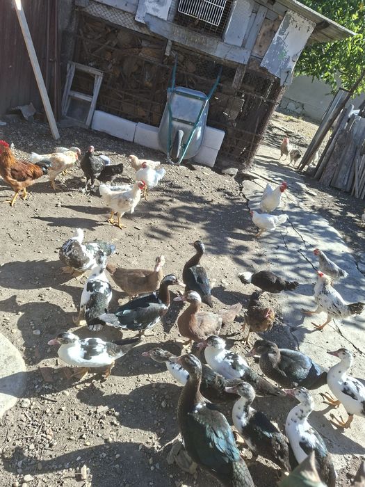 Vand un lot de20 de cocosei tineret  si 20  de rate mute tineret