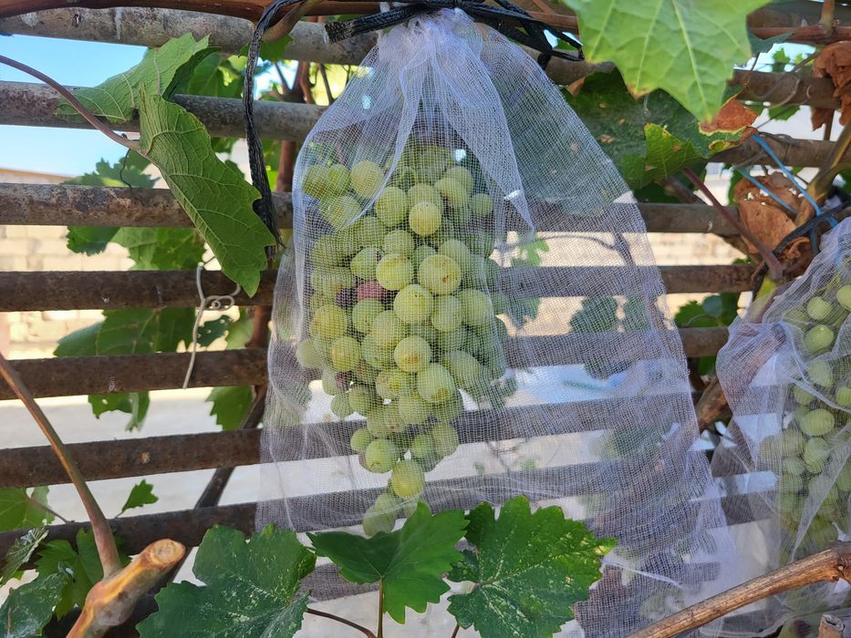 Келли Трамптың порносын қараңыз