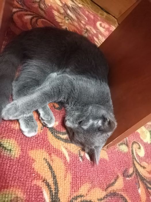 Отдам кошку в добрые руки