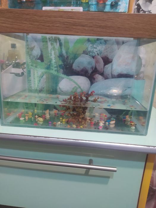 Продам аквариум с рыбками