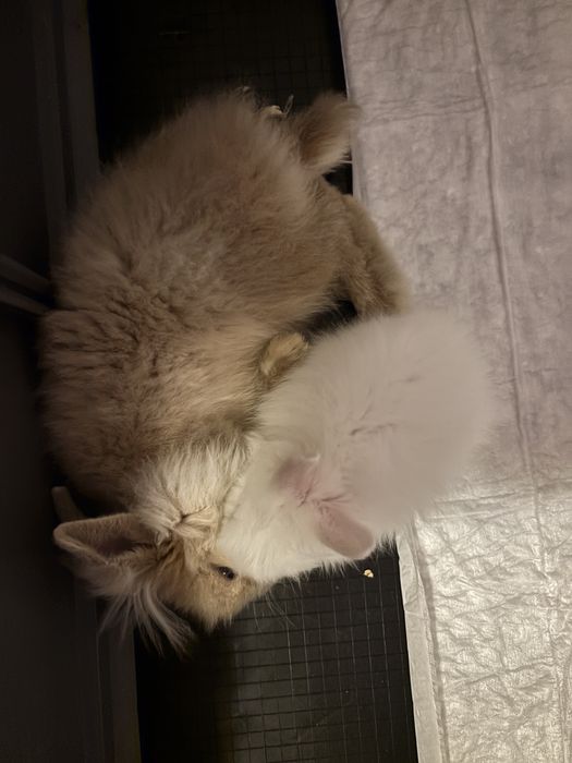 iepure pitic de companie