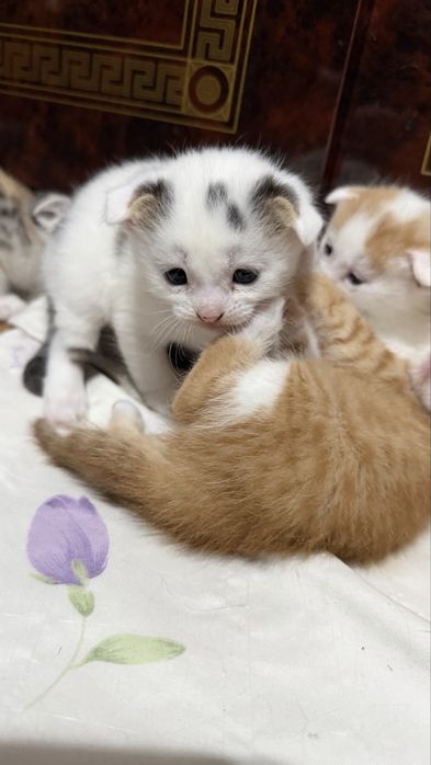 Вислоухие котята