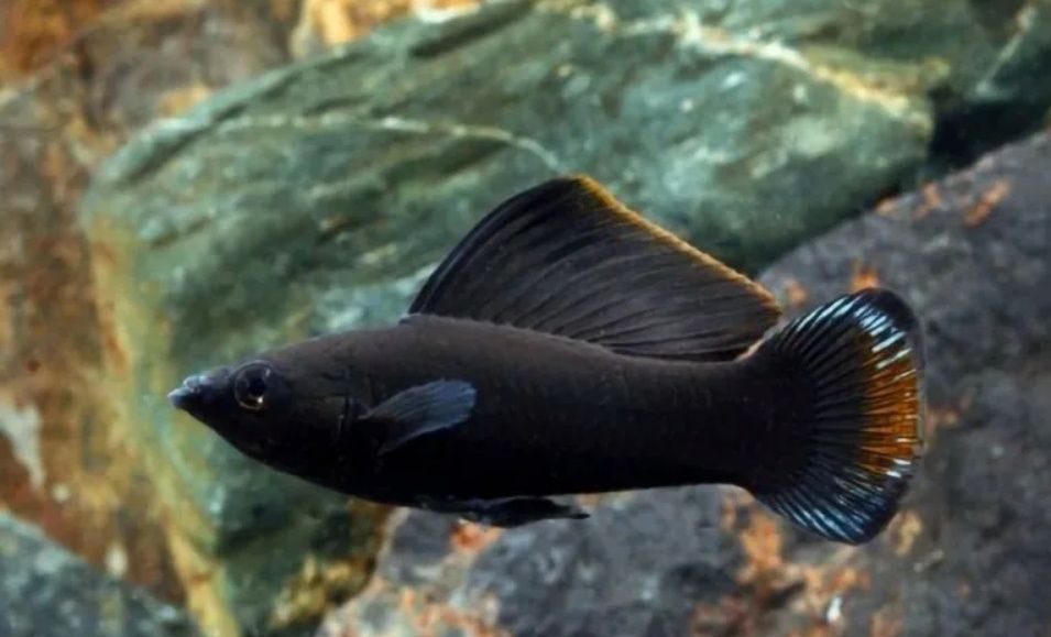 Аквариумные рыбки