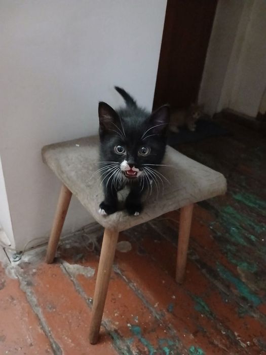 Маленькие котята ищут семью