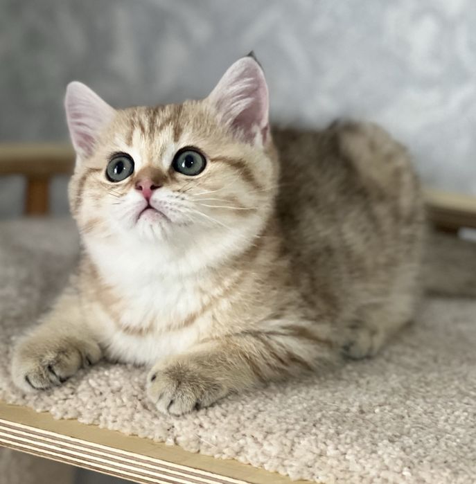 Продается котенок!