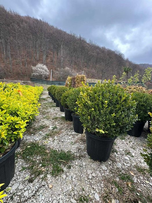 Plante Ornamentale Premium pentru Amenajări Exterioare de Impact