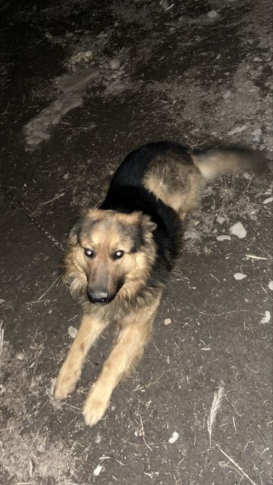 Продам немецкий овчарка