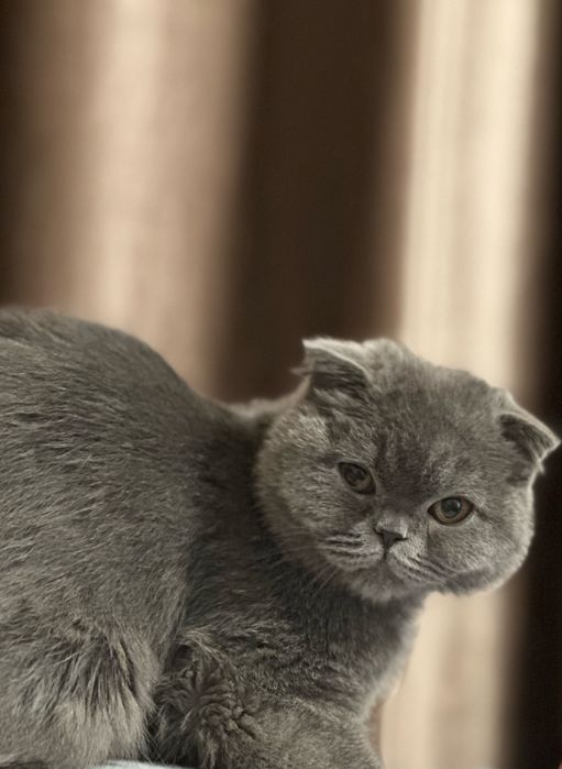 Кашка скотиш фолд 1.5 года