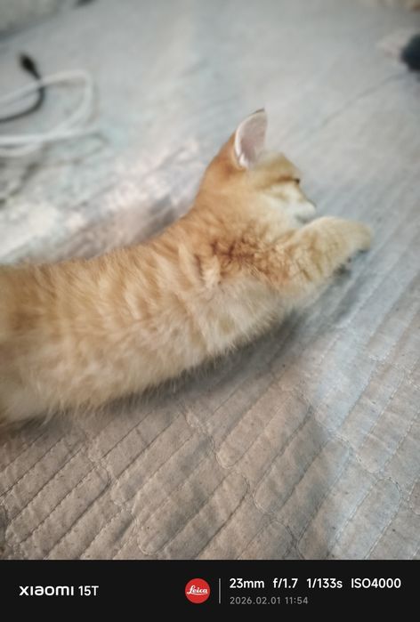 Продам котёнка  k