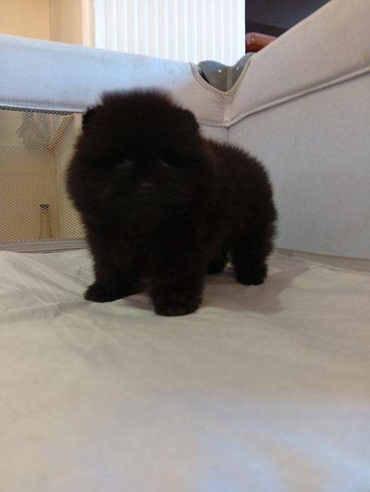 Pomeranian  superbi