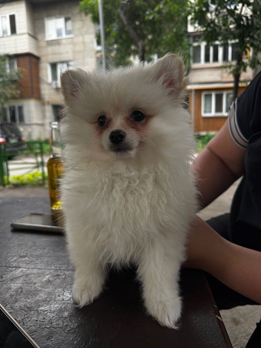 Продаются щенки шпица