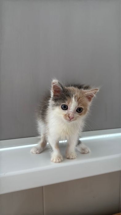 Котенок девочка ищет дом