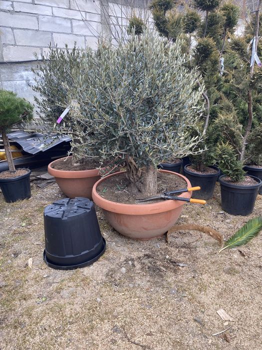 Brazii argintii și verzi