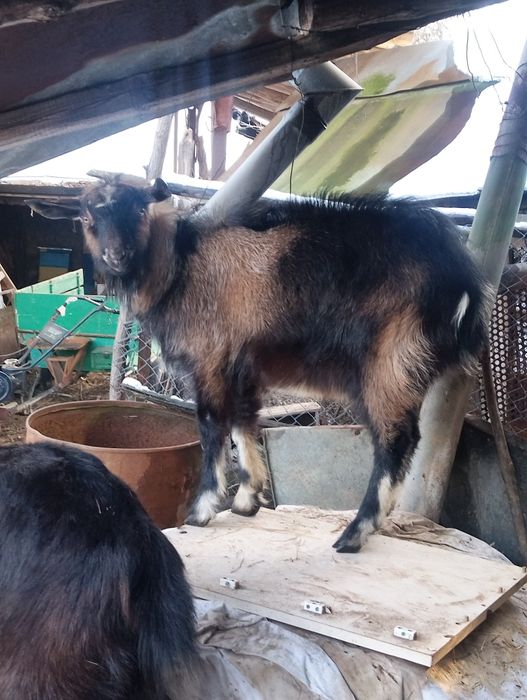 Продавам козел..