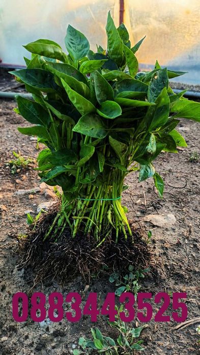 Ранни домати разсад