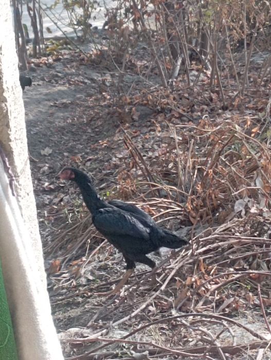 Dakan tovuqlar sotiladi