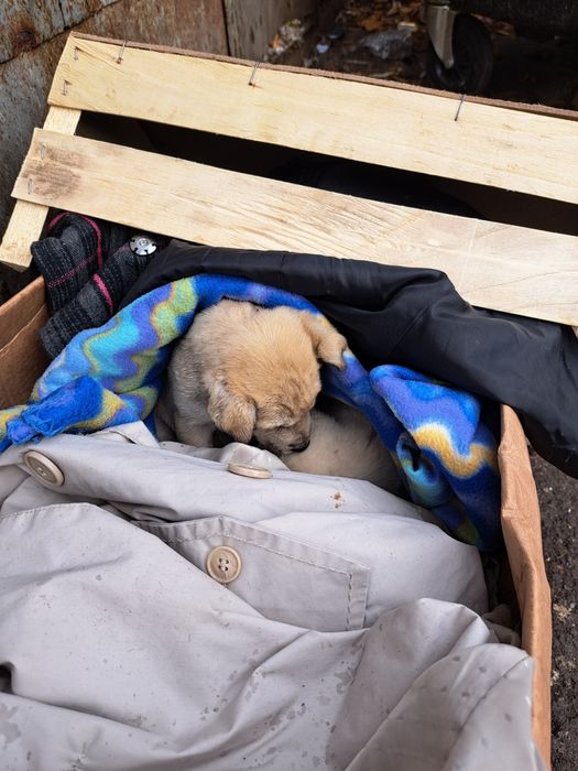 Adoptie 2 catei pui gratuit zona limitrofa