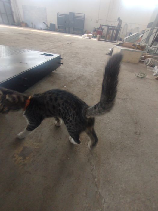 Mushuk topildi  egasi aloqaga chiqsin