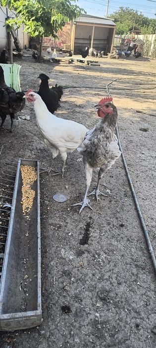 Cocosi austrolorp de vanzare