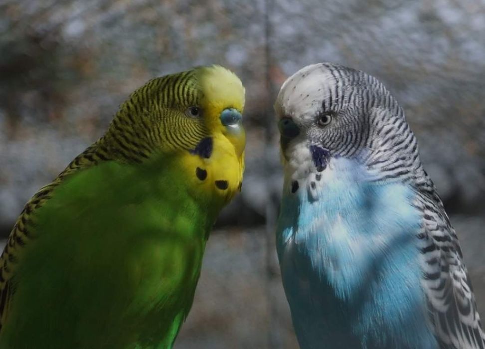 Золотой Сибрайт японский