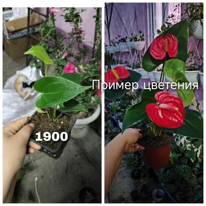 Комнатные растения редкие