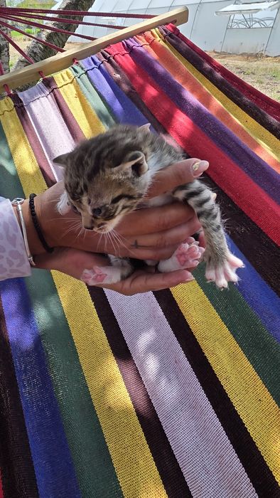 Подаряват малки котенца три броя.