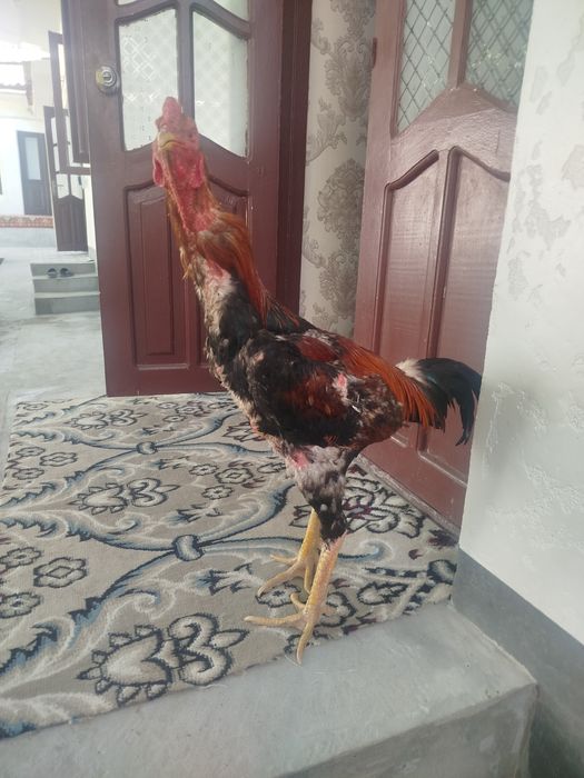 Dakan horozzzzz  Horoz sotladi yeb icwi cotkii 5 kilo nari beri ves bo