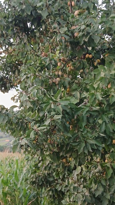 Prune de țuica de vanzare