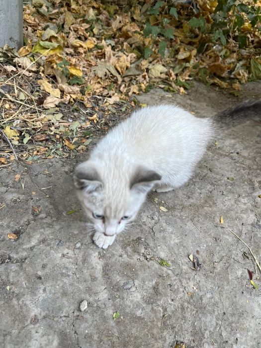 Котенок ищет хозяев