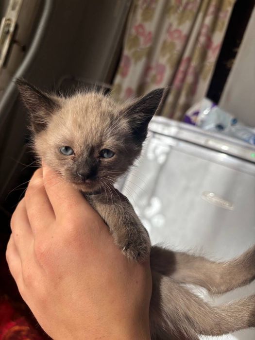 Отдам сиамских котят в добрые руки