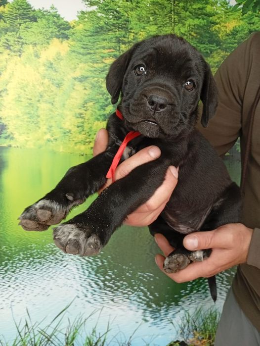 Кане Корсо cane Corso Italiano