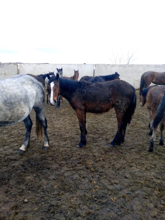 Продам лошодей 2 головы