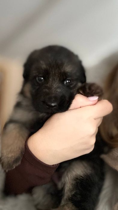 Продам щенков немецкой овчарки